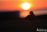 Golden Plover (Pluvialis apricaria)