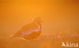 Golden Plover (Pluvialis apricaria)