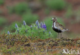 Goudplevier (Pluvialis apricaria) 