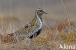 Goudplevier (Pluvialis apricaria) 