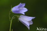 Grasklokje (Campanula rotundifolia)