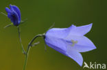 Grasklokje (Campanula rotundifolia)