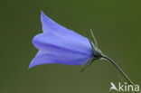 Grasklokje (Campanula rotundifolia)