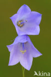 Grasklokje (Campanula rotundifolia)