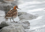 Grauwe Franjepoot (Phalaropus lobatus)