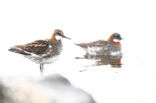 Red-necked Phalarope (Phalaropus lobatus)