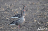 Grauwe Gans (Anser anser)