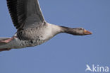 Grey Lag-Goose (Anser anser)