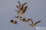 Grauwe Gans (Anser anser)