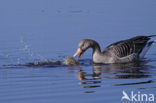 Grauwe Gans (Anser anser)