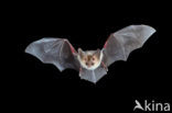 Grey big-eared bat (Plecotus austriacus)