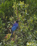 Greater Blue-eared Glossy-Starling (Lamprotornis chalybaeus chalybaeus)