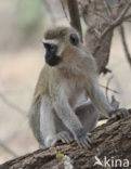 vervet monkey (Cercopithecus aethiops)