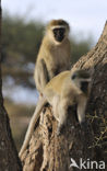 vervet monkey (Cercopithecus aethiops)