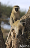 Groene meerkat (Cercopithecus aethiops)