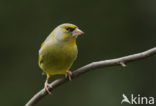 European Greenfinch (Carduelis chloris)