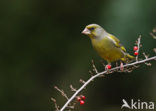 European Greenfinch (Carduelis chloris)