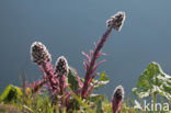 Groot hoefblad (Petasites hybridus)