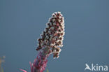 Butterbur (Petasites hybridus)