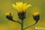 Groot streepzaad (Crepis biennis)