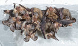 brown big-eared bat (Plecotus auritus)