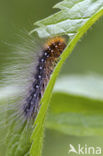 Garden Tiger (Arctia caja)