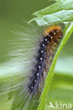 Garden Tiger (Arctia caja)