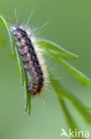 Garden Tiger (Arctia caja)