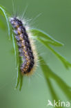 Garden Tiger (Arctia caja)