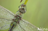 Grote keizerlibel (Anax imperator)