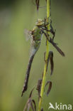 Grote keizerlibel (Anax imperator)