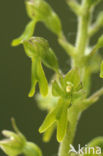 Grote keverorchis (Neottia ovata