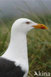 Grote Mantelmeeuw (Larus marinus) 