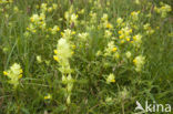 Grote ratelaar (Rhinanthus angustifolius)