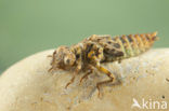 Blue-eyed Hook-tailed Dragonfly (Onychogomphus uncatus)