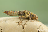 Blue-eyed Hook-tailed Dragonfly (Onychogomphus uncatus)