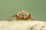 Blue-eyed Hook-tailed Dragonfly (Onychogomphus uncatus)