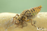 Blue-eyed Hook-tailed Dragonfly (Onychogomphus uncatus)