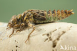 Blue-eyed Hook-tailed Dragonfly (Onychogomphus uncatus)