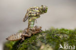 Blue-eyed Hook-tailed Dragonfly (Onychogomphus uncatus)