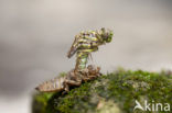 Blue-eyed Hook-tailed Dragonfly (Onychogomphus uncatus)