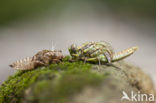 Blue-eyed Hook-tailed Dragonfly (Onychogomphus uncatus)