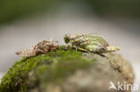 Blue-eyed Hook-tailed Dragonfly (Onychogomphus uncatus)
