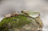 Blue-eyed Hook-tailed Dragonfly (Onychogomphus uncatus)