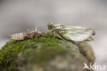 Blue-eyed Hook-tailed Dragonfly (Onychogomphus uncatus)