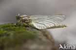 Blue-eyed Hook-tailed Dragonfly (Onychogomphus uncatus)