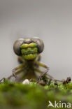 Blue-eyed Hook-tailed Dragonfly (Onychogomphus uncatus)