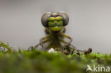 Blue-eyed Hook-tailed Dragonfly (Onychogomphus uncatus)