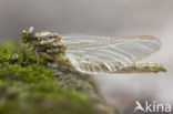 Blue-eyed Hook-tailed Dragonfly (Onychogomphus uncatus)