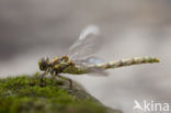 Blue-eyed Hook-tailed Dragonfly (Onychogomphus uncatus)